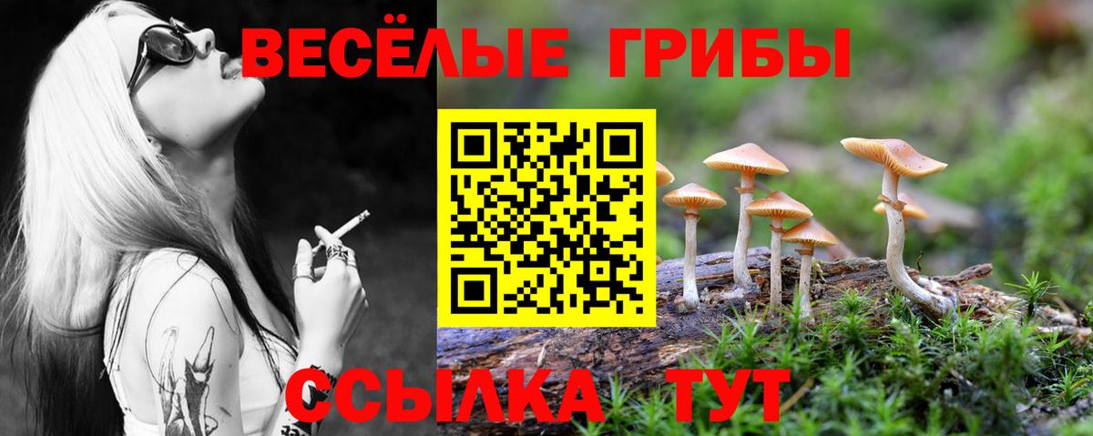 Галлюциногенные грибы Psilocybine cubensis Якутск